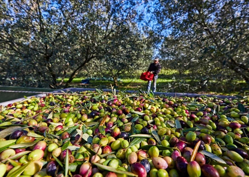 Culture meets Taste in Greece: Follow the Flavour Trails Across the Country