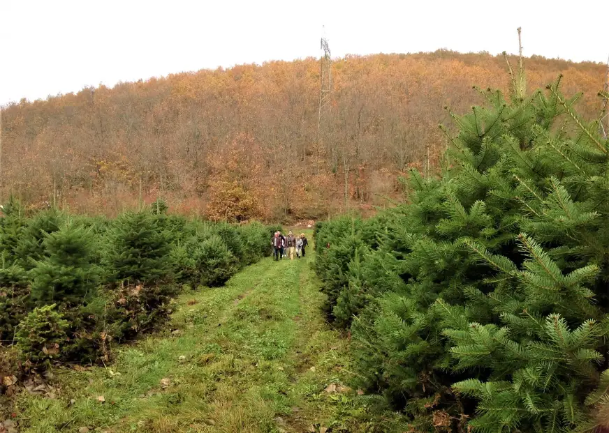 Zorba the Greek project – The Firs of Palaiochori