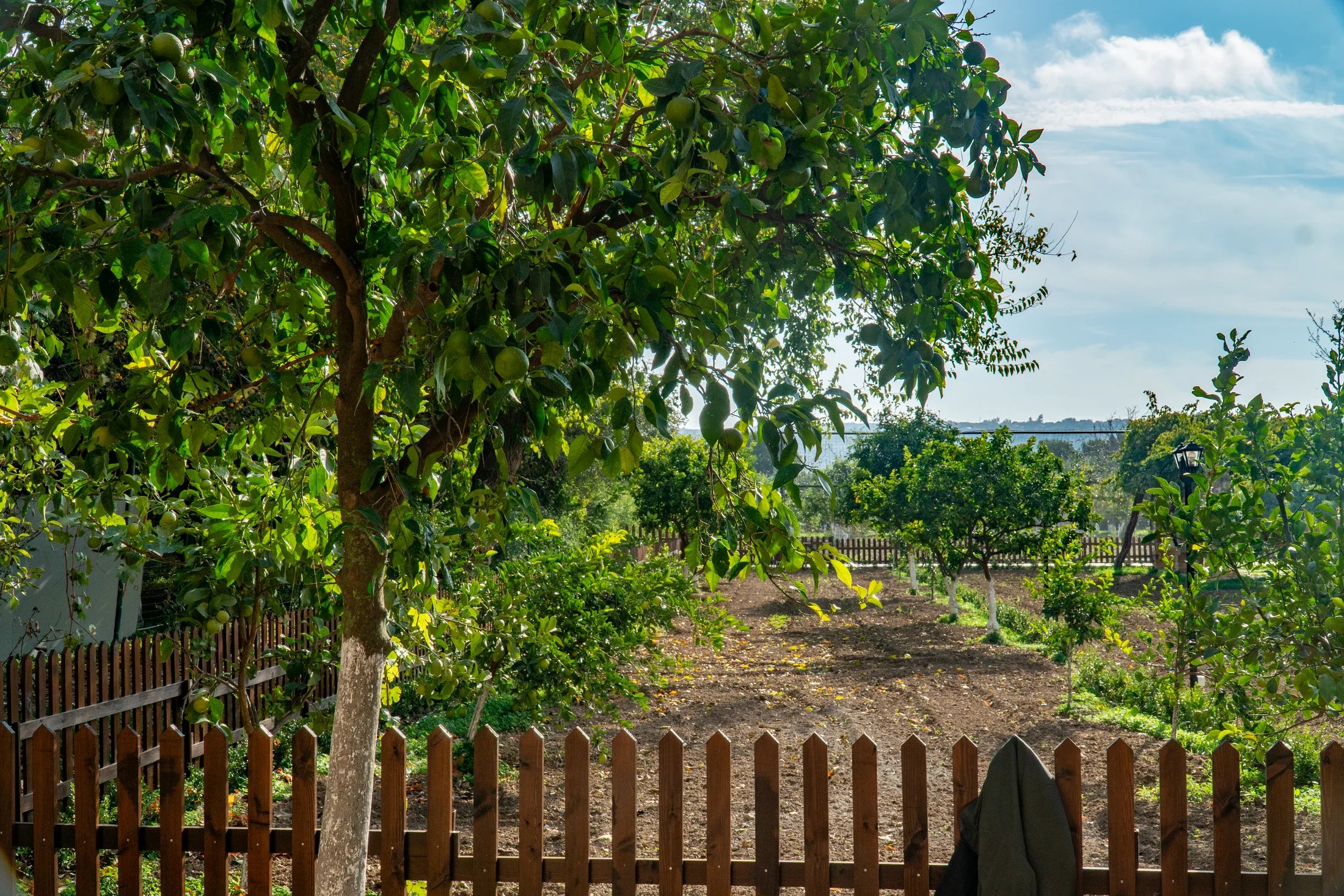 Chios: A journey that tastes of citrus, with the aroma of mastic