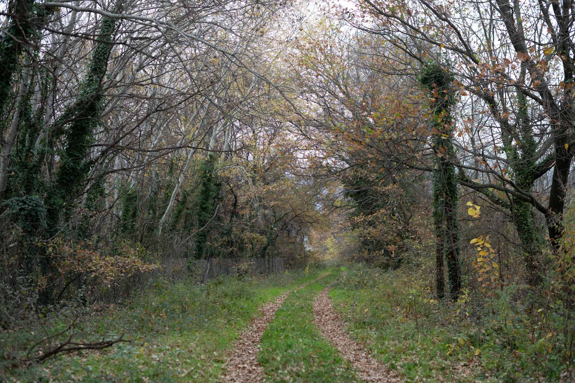Thousand Trees