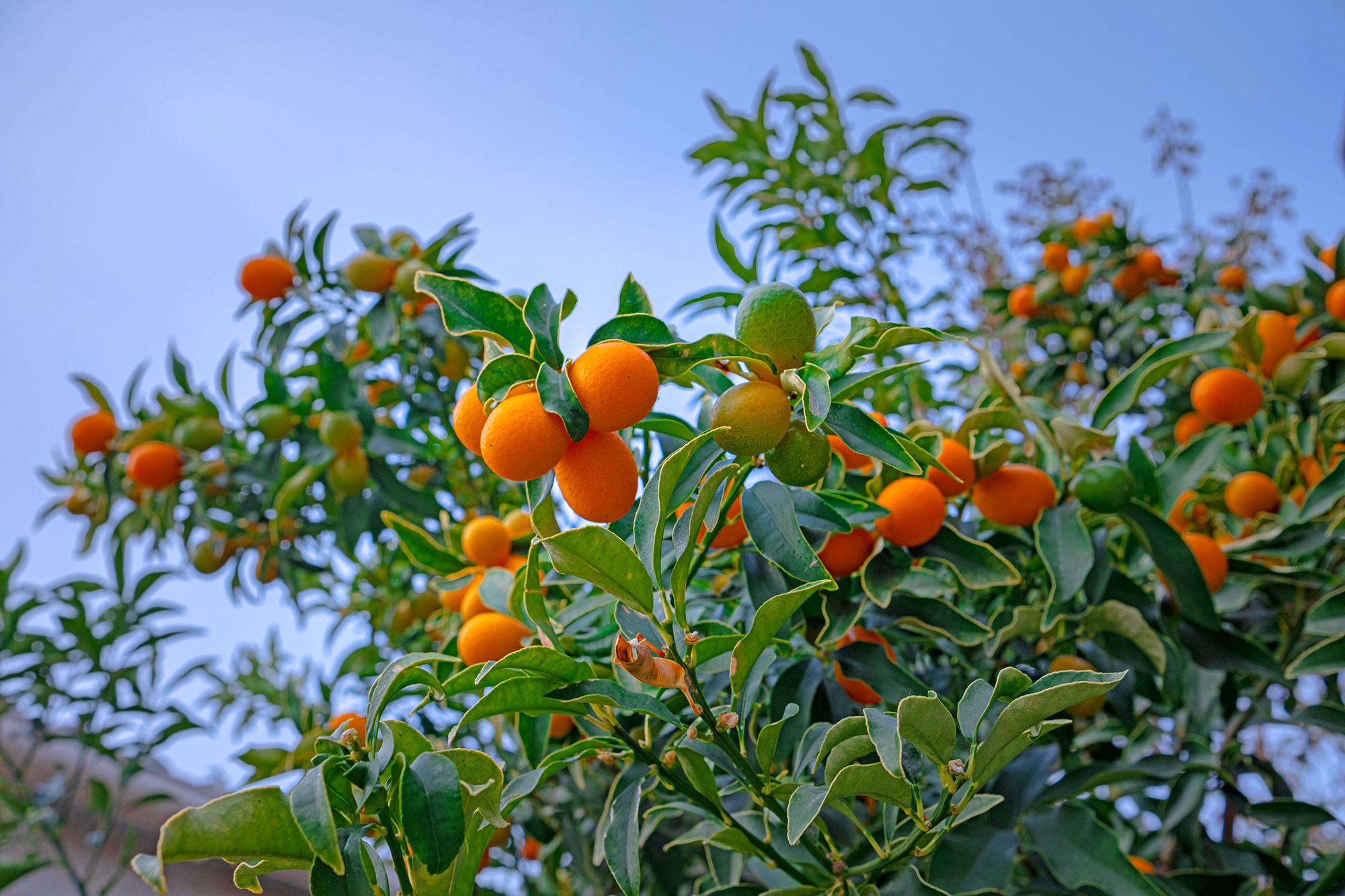 Kumquat of Corfu