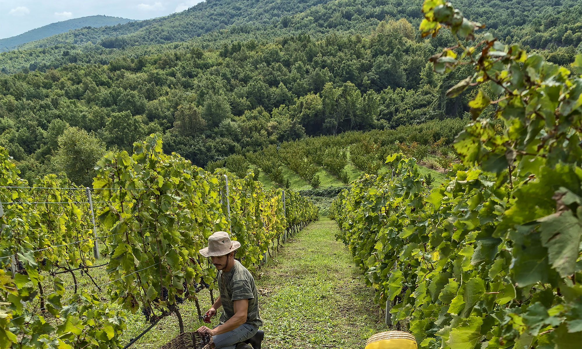 The Kir-Yianni estate