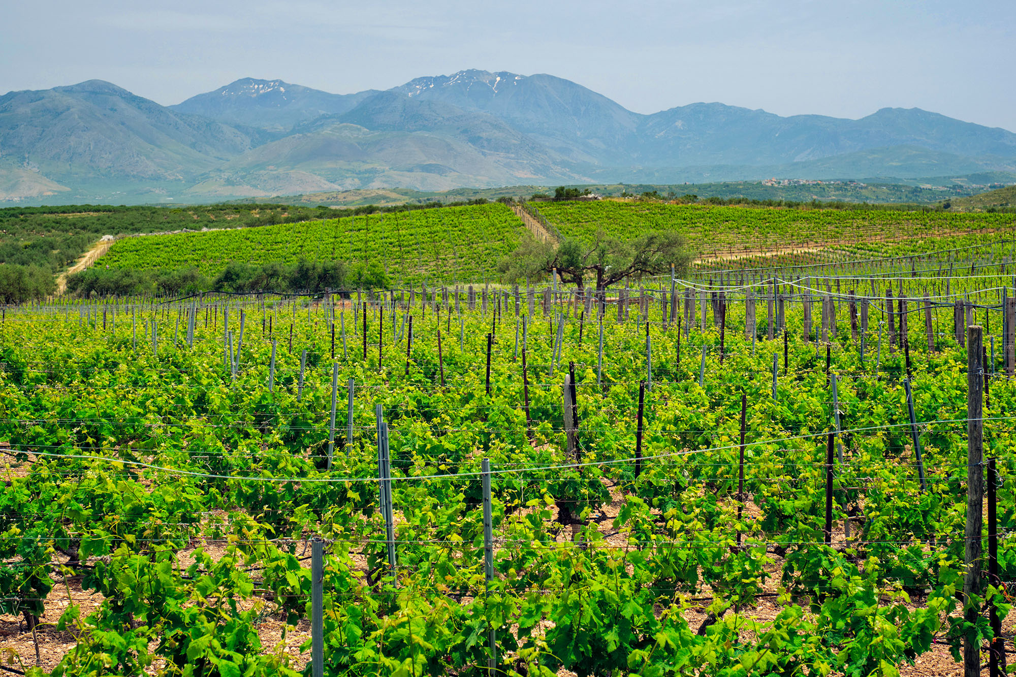 Dioniso, el dios del vino y la fiesta
