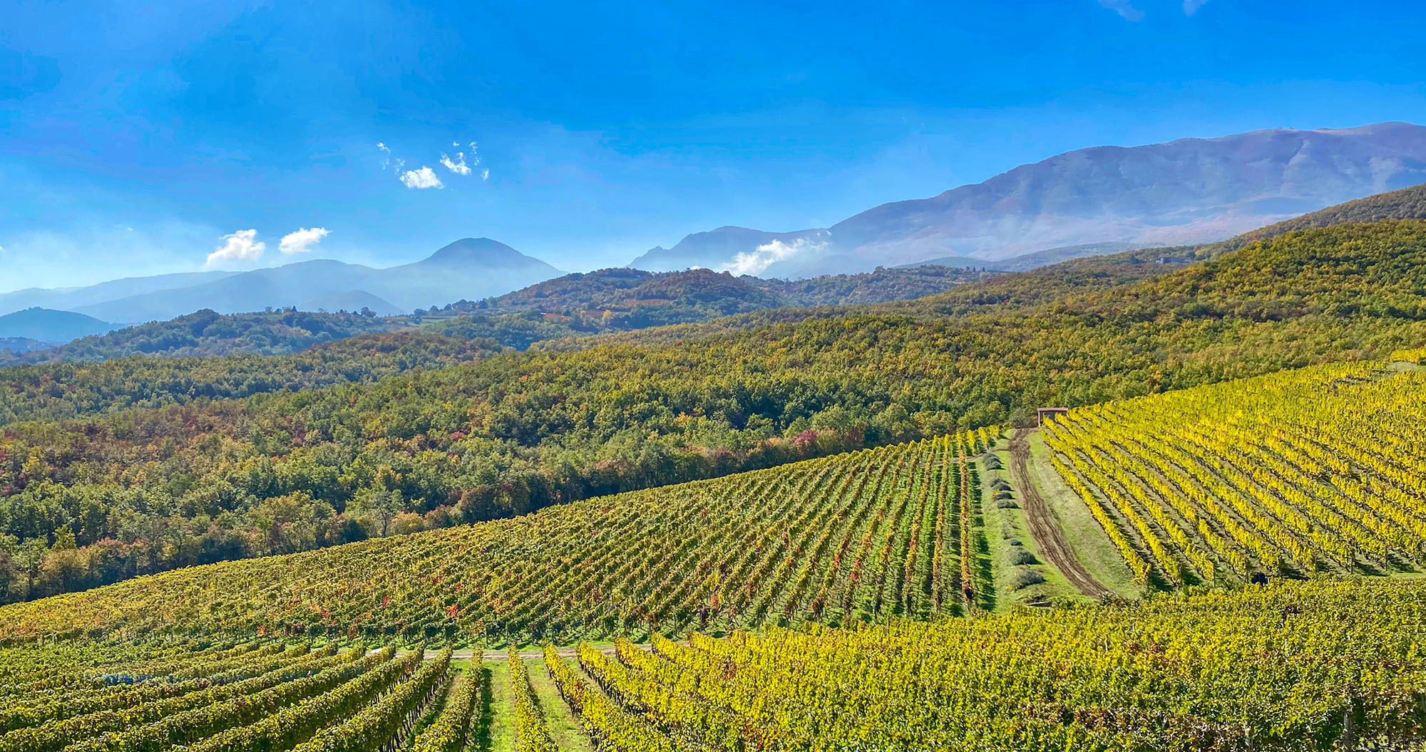 Wine culture routes in Macedonia: From Naousa and Amyntaio to Drama